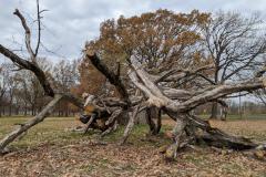Downed Tree in Fairmount Park to Mr. Wing and Ms. Lander of Philadelphia (019)