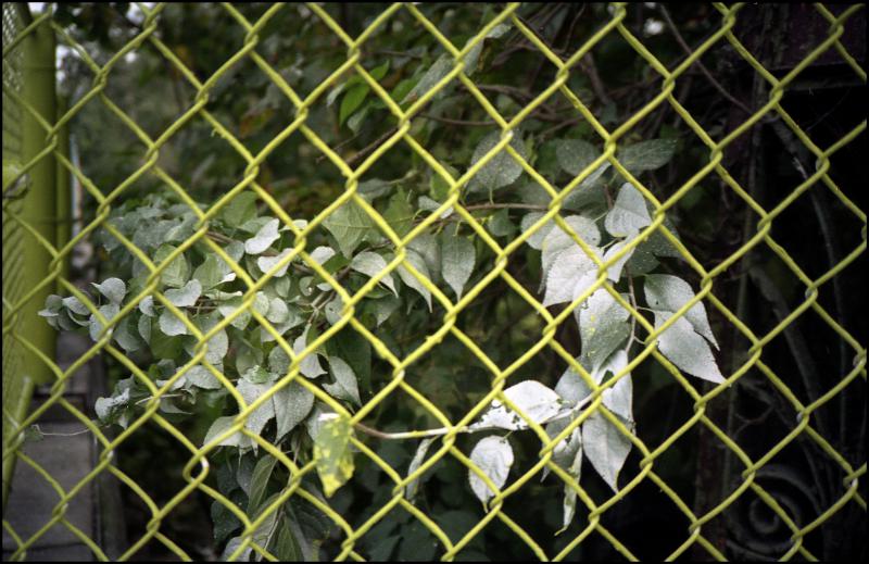 fence and painted leaves